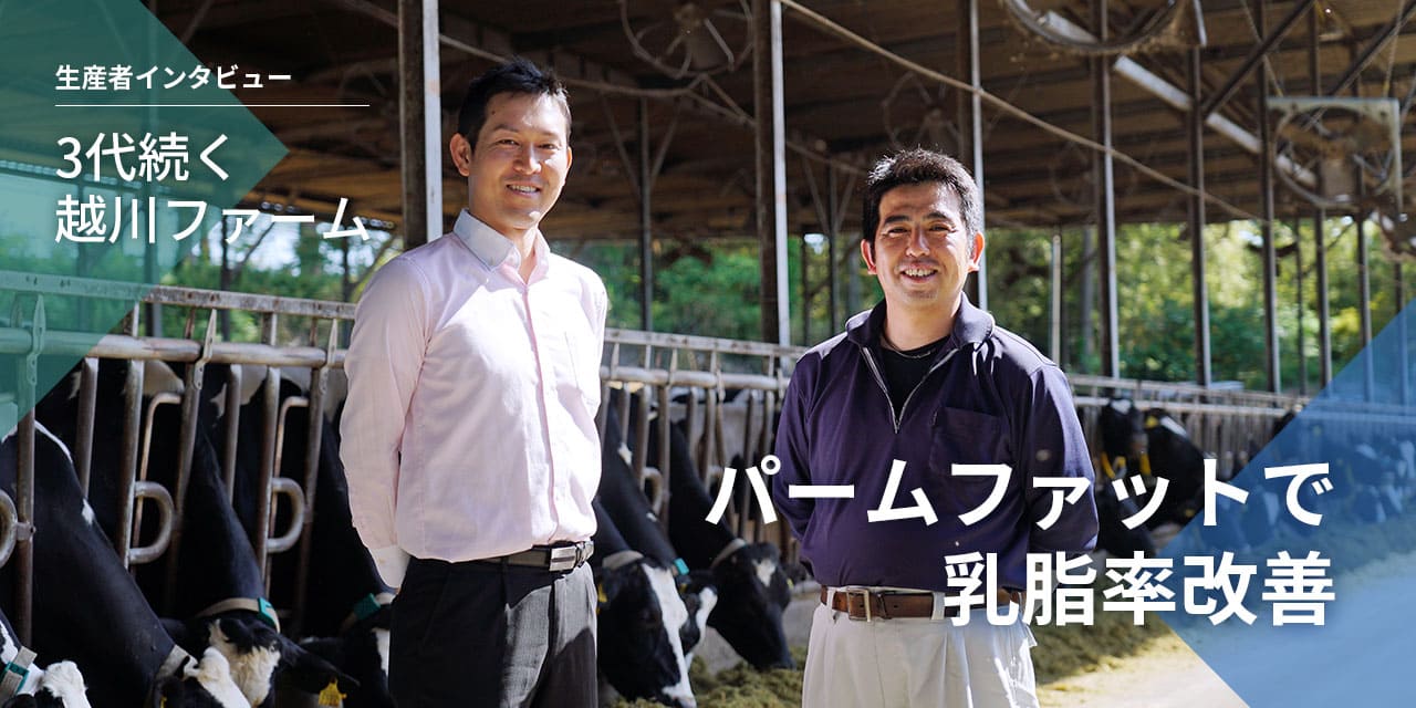 生産者インタビュー 3代続く越川ファーム パームファットで乳脂率改善