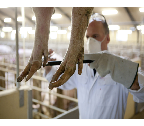 豚の足下（爪・蹄）を見直しませんか？