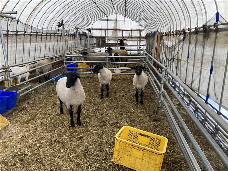 羊もヤギも【牛】床マットで快適です