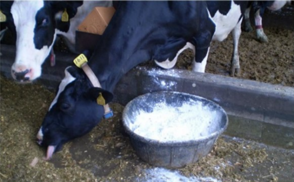 暑熱期は重曹だけでなくマグネシウムも見直しては